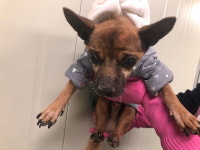 부산 황령산 바람고개에서 회색패딩 갈검색 강아지 구조