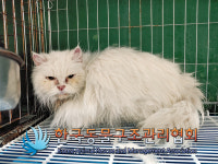 서울 은평구 가좌로에서 페르시안 친칠라 고양이 구조