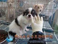 서울 은평구 신사동에서 치와와 구조