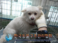 경기 포천 내촌면 내진로에서 갈흰색 강아지 구조