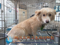 경기 김포 통진읍 가현로에서 갈흰색 꼬물이 구조
