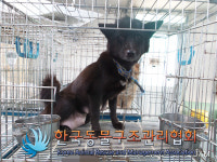 경기 김포 대곶남로에서 갈검흰색 강아지 구조