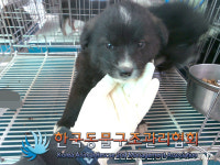 경기 김포 대곶남로에서 검갈흰색 강아지 구조