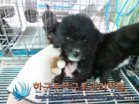 경기 김포 대곶남로에서 검흰색 강아지 구조