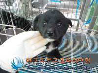 경기 김포 대곶남로에서 검흰색 강아지 구조