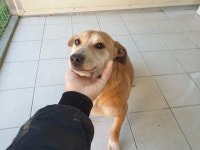 경북 포항 북구 침촌마을길에서 황백색 강아지 구조