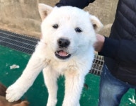 경남 하동 진교면사무소에서 흰색 강아지 구조