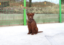 경기 여주 강천섬에서 커피색 강아지 구조