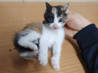 광주 서구 금호동에서 삼색 고양이 구조