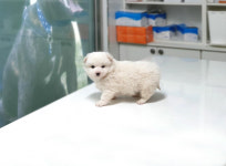 경기 이천 부발읍 황무로 농원에서 흰색 강아지 구조