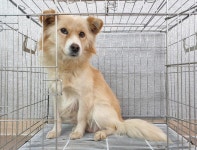 경기 이천 부발읍 황무로 농원에서 크림색 강아지 구조