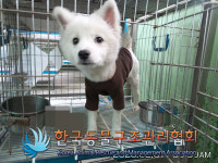 경기 의정부 고산동에서 스피츠 구조