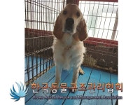 경기 의정부 구터미널 일대에서 골든 리트리버 구조