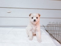 경북 포항 흥해읍 남성리에서 포메라니안 느낌 강아지 구조