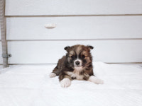 경북 포항 흥해읍 남성리에서 황백흑색 강아지 구조