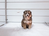 경북 포항 흥해읍 남성리에서 황백색 강아지 구조