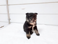 경북 포항 흥해읍 남성리에서 요크셔 테리어 느낌 강아지 구조