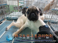 서울 도봉구 창동 소망빌라 인근에서 퍼그 구조