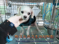 서울 동대문구 전농동에서 말티즈 구조