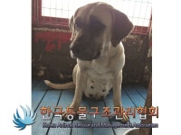 경기 김포 대곶면 대곶서로에서 갈검흰색 강아지 구조
