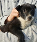 경기 화성 우정읍 화산부화장 인근에서 흑백색 강아지 구조