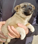 경기 화성 우정읍 화산부화장 인근에서 회황색 강아지 구조