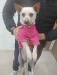 충북 청주 흥덕대교에서 분홍티셔츠 흰색 강아지 구조