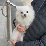 충북 청주 개신동 두진백로1차아파트에서 포메라니안 구조