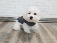 경북 칠곡 석적중리에서 비숑 프리제 구조