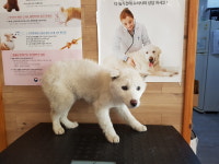 전북 전주 삼천동에서 흰색 강아지 구조