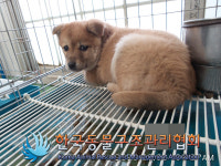 서울 노원구 공릉동 육군사관학교 인근에서 갈흰색 강아지 구조