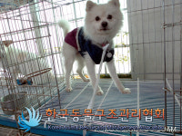 서울 동대문구 이문동 대림아파트에서 파란스웨터 갈색 강아지 구조