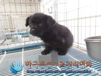 경기 연천 전곡읍 전곡로에서 검흰색 강아지 구조