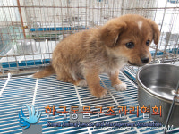 경기 연천 전곡읍 전곡로에서 걸감흰색 강아지 구조