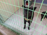 경북 포항 남구 연일로에서 흰백색 강아지 구조