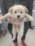 충북 청주 미원면 산속에서 흰색 강아지 구조