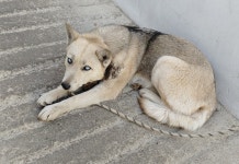 광주 서구 풍암동에서 목줄 열상 회색 강아지 구조