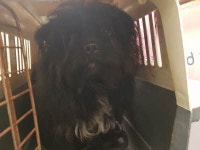 부산 기장 정관읍 매학리에서 연두색하네스 강아지 구조