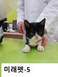 울산 남구 야음동 롯데캐슬 앞에서 검흰색 고양이 구조