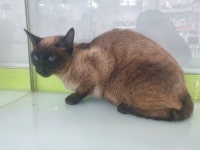 경기 수원 세권로에서 샴 고양이 구조