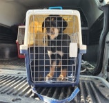 강원 춘천 지석로 퇴계주공6단지에서 검갈색 강아지 구조