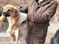 전남 장성 서삼면 봉암로에서 갈색 강아지 구조