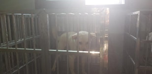 경남 의령 용덕면 진등재주유소 부근에서 초록목줄 강아지 구조