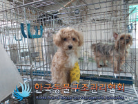 서울 강남구 대치동 공원에서 왼앞발에 깁스한 푸들 구조