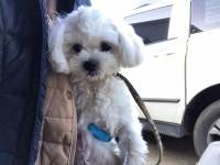 경기 안산 초당로에서 말티즈 구조