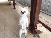 경기 안산 선부2파출소에서 포메라니안 구조