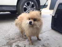 경기 광명 도덕로에서 가죽목줄 포메라니안 구조