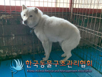 경기 포천 가산면 감안2리에서 흰색 강아지 구조