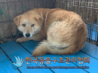 경기 포천 이동면 노곡2리에서 갈흰색 강아지 구조