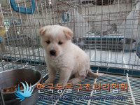 경기 구리 검배로에서 갈흰색 강아지 구조